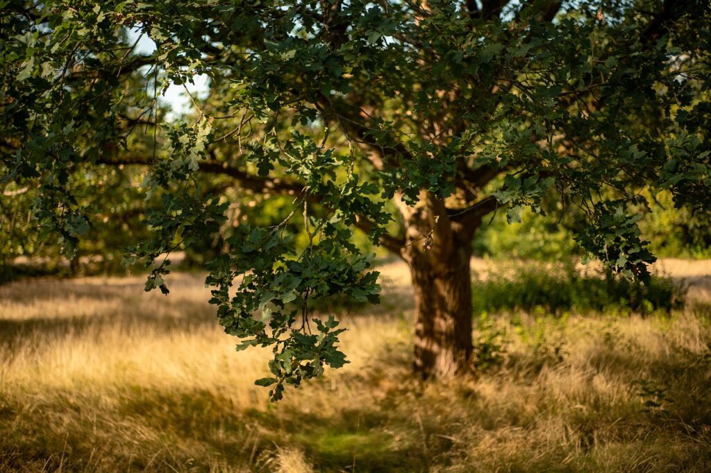 oak, tree, forest-7468708.jpg